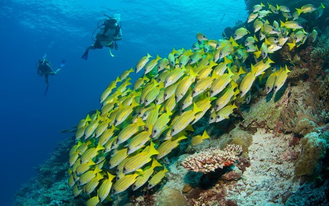 laamu-maldives-diving